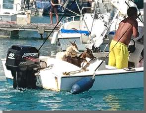 Ziegen im Boot