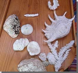 Geschtzte Arten von Muscheln, Korallen,usw.