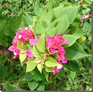 Bougainvillea