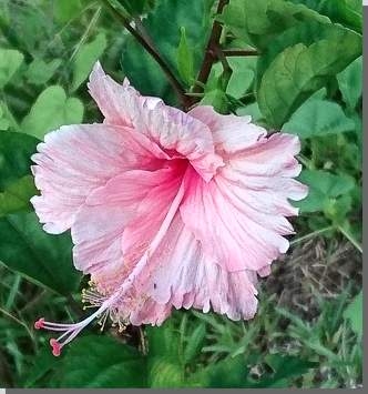 Hibiskus