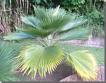 Palme