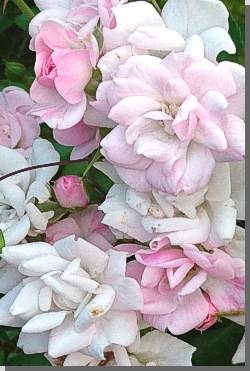 Rosen