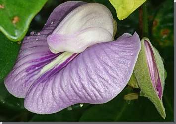 Orchidee