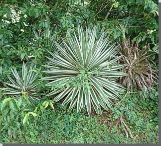 Dracaena