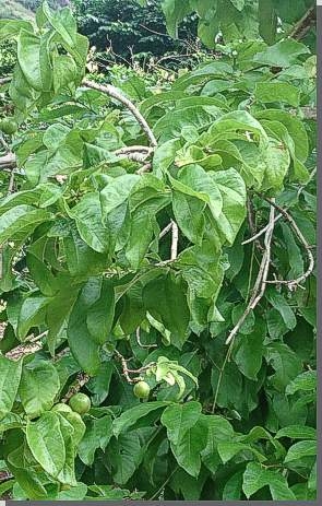 Tamanu
