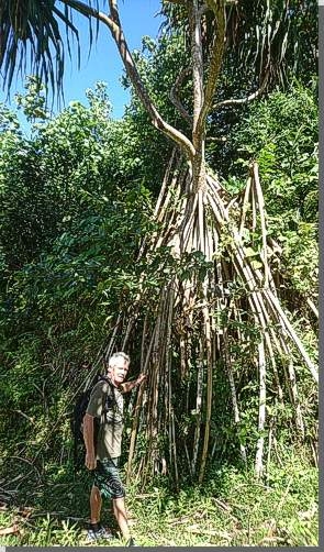 Pandanus