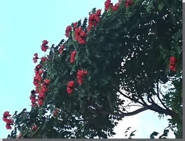 Tulpenbaum
