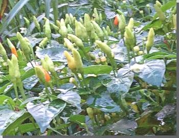 Peperoncini