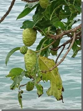 Noni