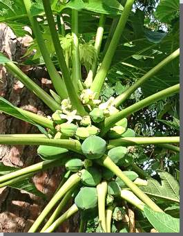Papayabaum