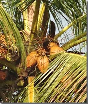 Kokosnus