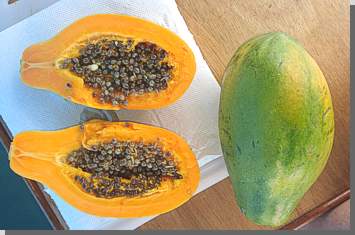 Papaya