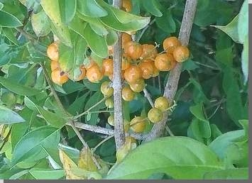 Frucht