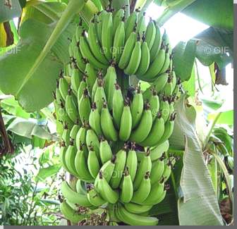 Bananen