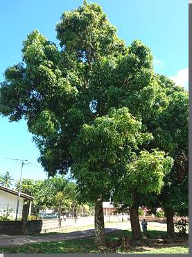 Mangobaum