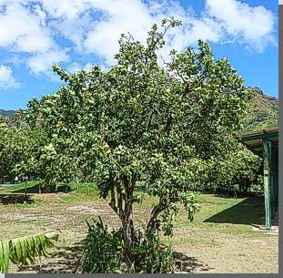 Grapefruitbaum