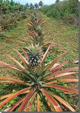 Ananasplatange