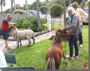 Mit Poney und Schaf