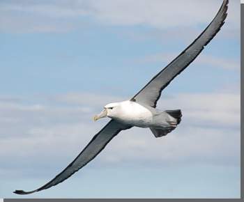 Albatros