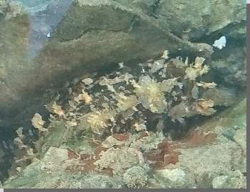 Der merkwrdige Anglerfisch