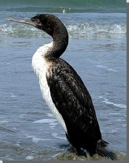 Kormoran