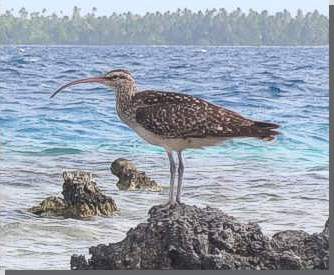 Borstenbrachvogel