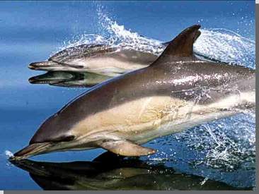 Gemeiner Delfin