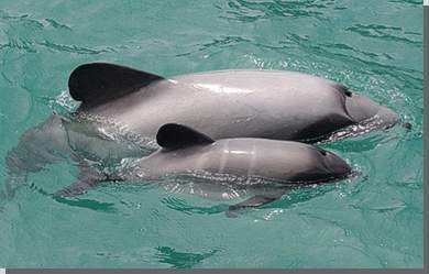 Hektors Delfin