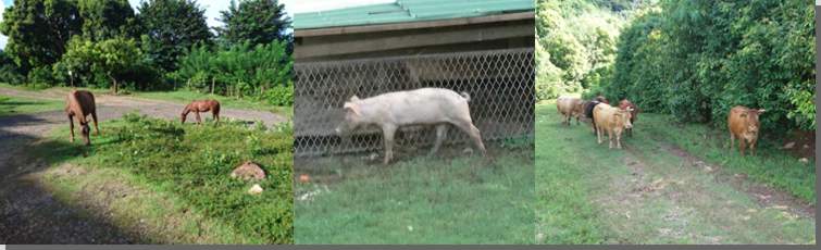 Farm-Tiere