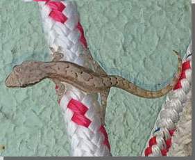 Gecko