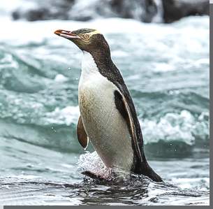 Gelbugiger Penguin