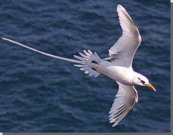 Tropenvogel