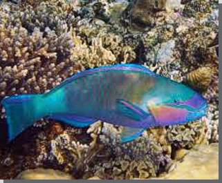 Papageienfisch