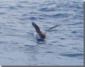 Ein Kermadec-Sturmvogel 