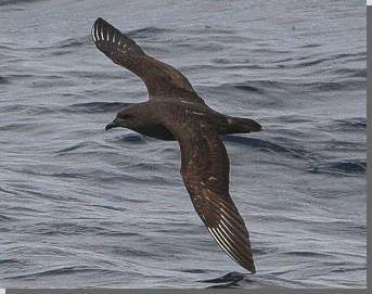 Kermadec-Sturmvogel