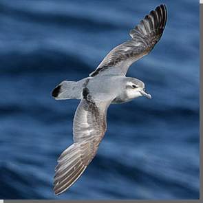 Prion-Sturmvogel