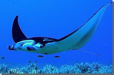 Mantarochen