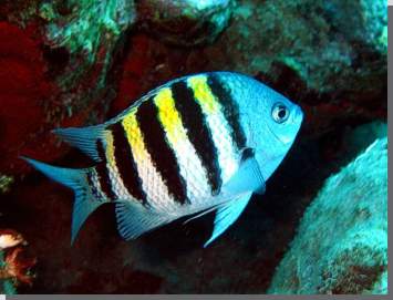 Serdent-Major Fisch