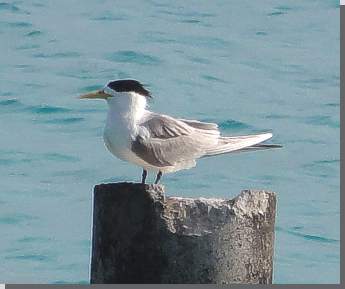 Haubenseeschwalbe